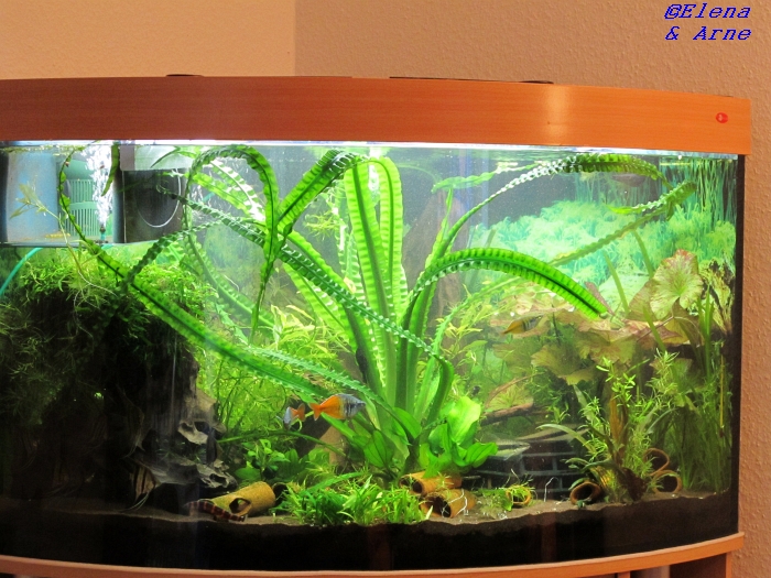 Crinum natans Pflege und Vermehrung Aquarium Forum Crinum natans Pflege und Vermehrung Aquarium Forum